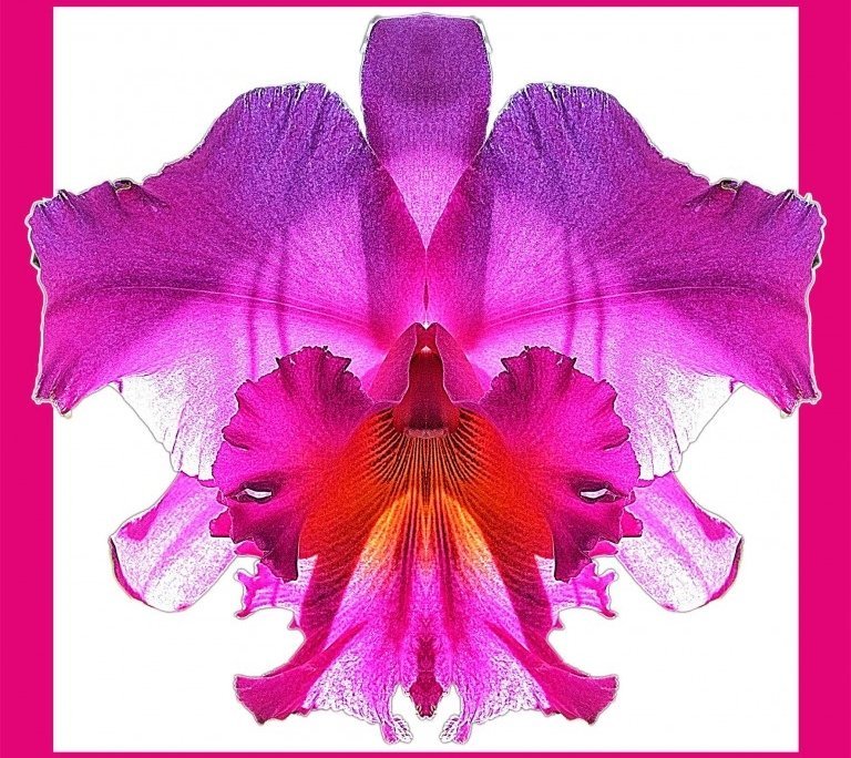 Orchid 11 bis framed Alessio Cocchi