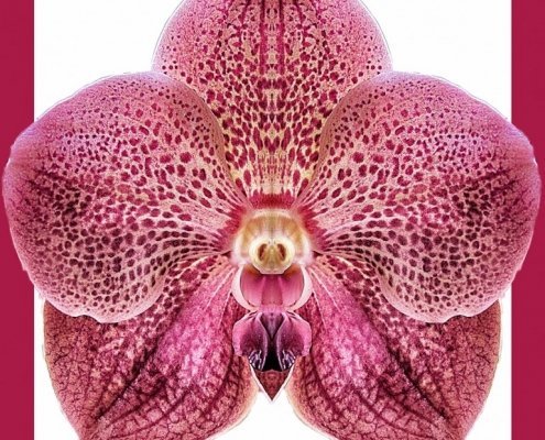 Orchid 1 bis framed Alessio Cocchi