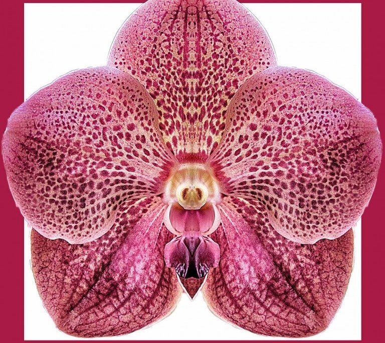 Orchid 1 bis framed Alessio Cocchi