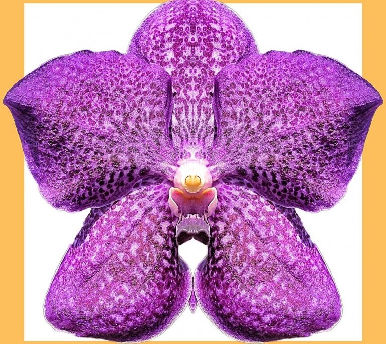 Orchid 3 ter framed Alessio Cocchi