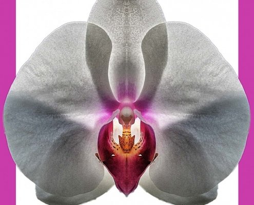 Orchid 4 bis framed Alessio Cocchi