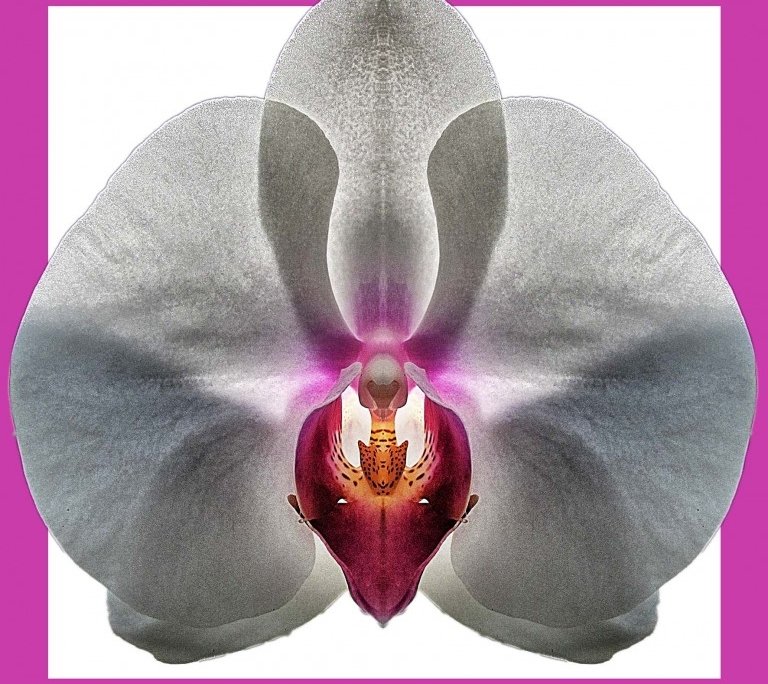 Orchid 4 bis framed Alessio Cocchi