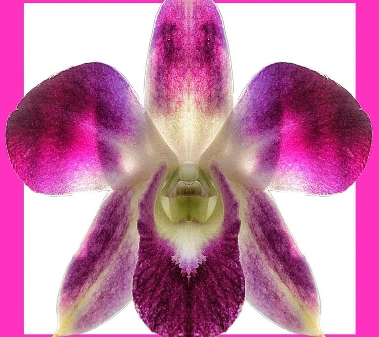 Orchid 5 bis framed Alessio Cocchi