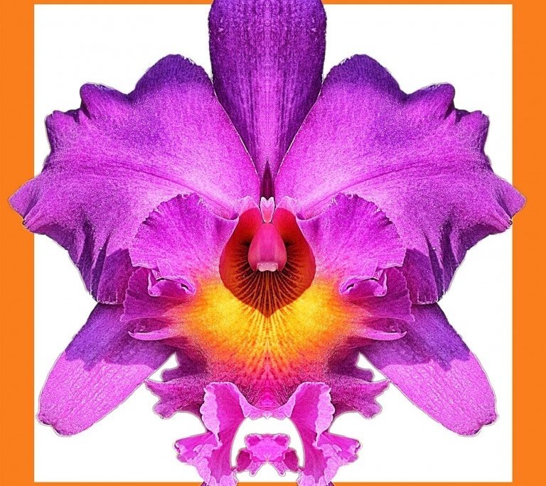 Orchid 6 bis framed Alessio Cocchi