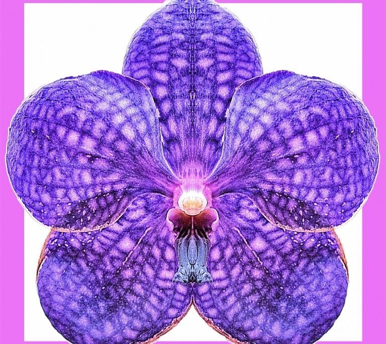 Orchid 7 bis framed Alessio Cocchi