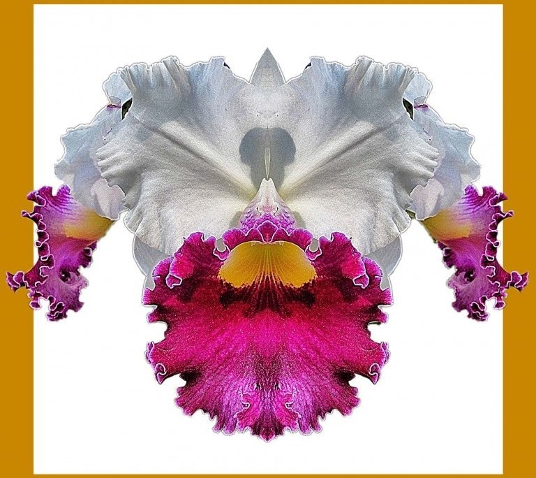 Orchid 9 bis framed Alessio Cocchi